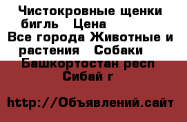 Чистокровные щенки бигль › Цена ­ 15 000 - Все города Животные и растения » Собаки   . Башкортостан респ.,Сибай г.